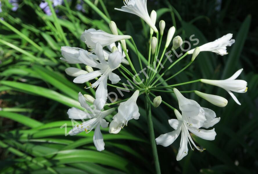 Kalokvět, lilovník africký 'Albus' - Agapanthus umbellatus 'Albus'