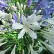 Kalokvět, lilovník africký 'Albus' - Agapanthus umbellatus 'Albus'