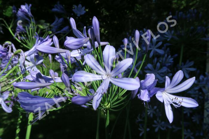 Kalokvět, lilovník africký - Agapanthus umbellatus