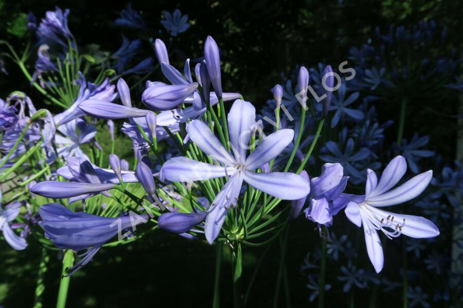 Kalokvět, lilovník africký - Agapanthus umbellatus