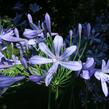 Kalokvět, lilovník africký - Agapanthus umbellatus