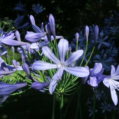 Kalokvět, lilovník africký - Agapanthus umbellatus