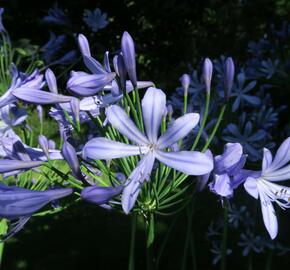 Kalokvět - Agapanthus umbellatus