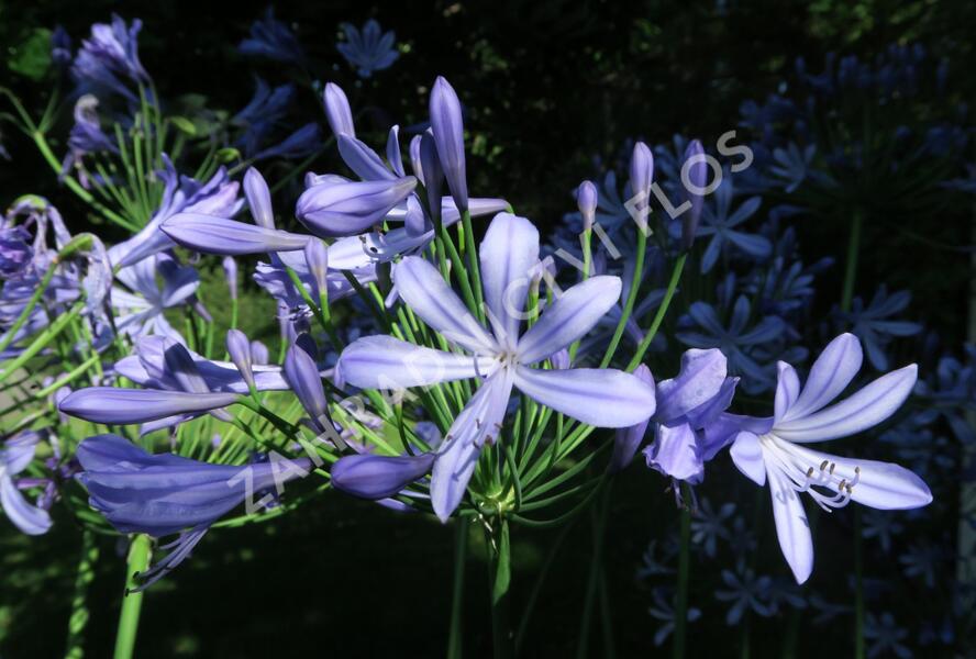 Kalokvět, lilovník africký - Agapanthus umbellatus