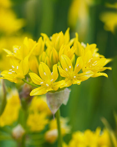 Česnek zlatožlutý - Allium moly