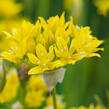Okrasný česnek zlatožlutý - Allium moly