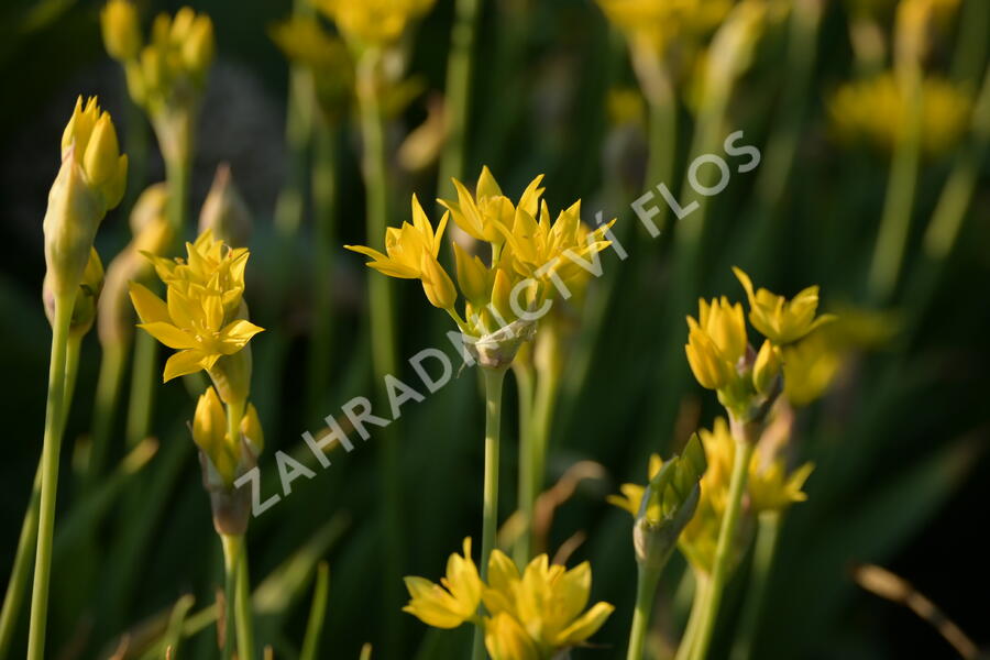 Česnek zlatožlutý - Allium moly