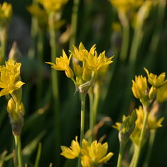 Česnek zlatožlutý - Allium moly