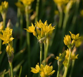 Okrasný česnek zlatožlutý - Allium moly