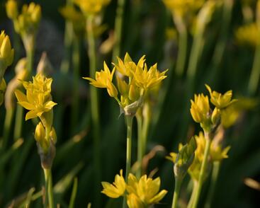 Česnek zlatožlutý
