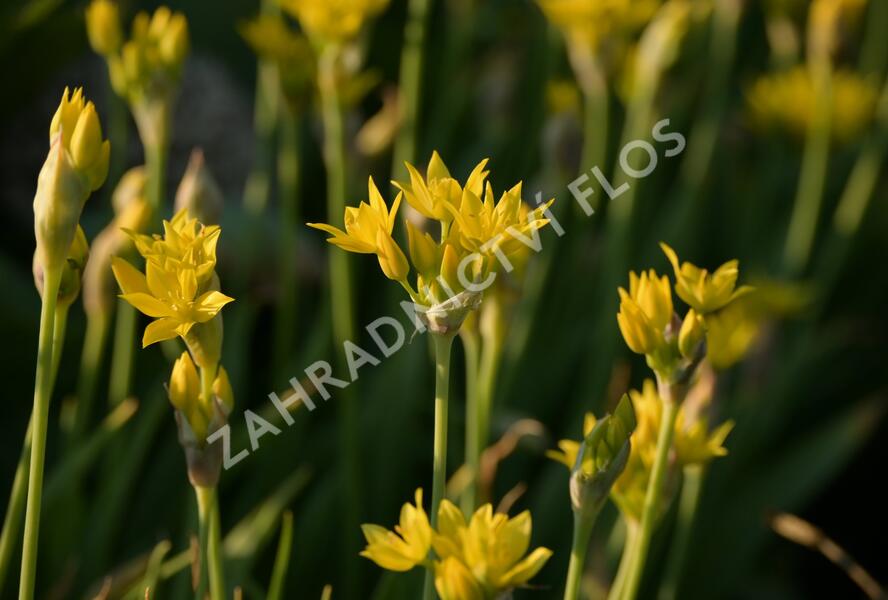 Česnek zlatožlutý - Allium moly