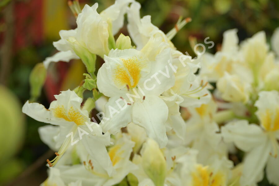 Azalka 'Schneegold' - Azalea (KH) 'Schneegold'