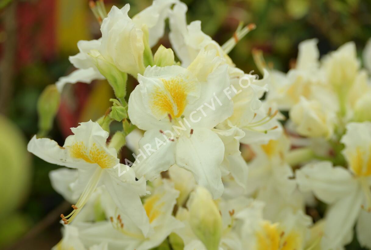 Azalka 'Schneegold' - Azalea (KH) 'Schneegold'