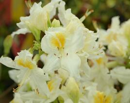 Azalka 'Schneegold'