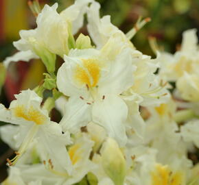 Azalka 'Schneegold' - Azalea (KH) 'Schneegold'