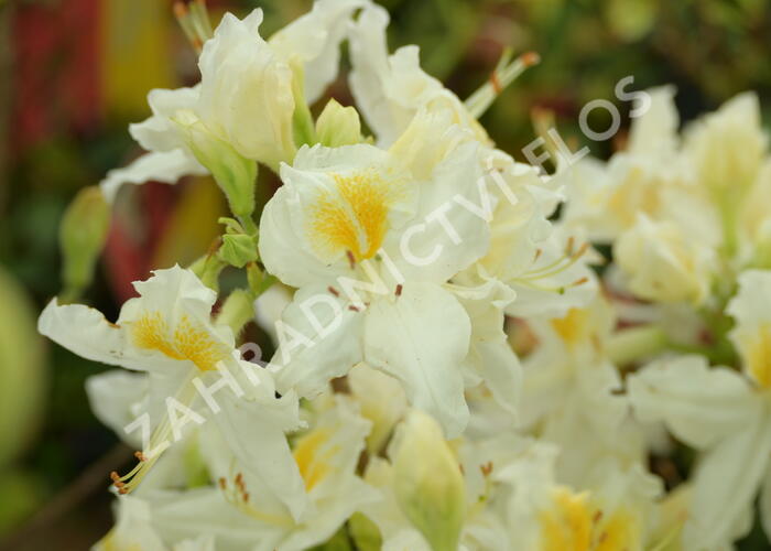 Azalka 'Schneegold' - Azalea (KH) 'Schneegold'