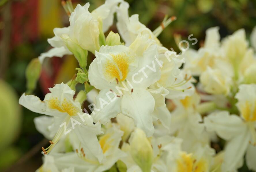 Azalka 'Schneegold' - Azalea (KH) 'Schneegold'