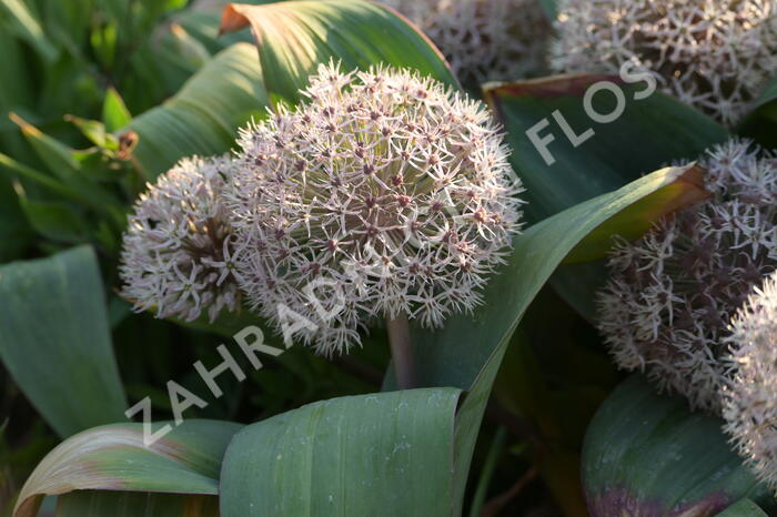 Česnek karatavský - Allium karataviense