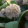 Česnek karatavský - Allium karataviense