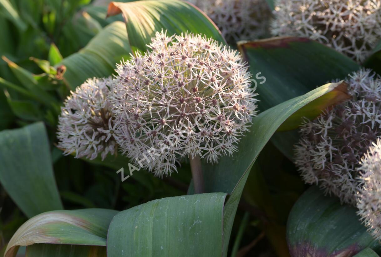 Česnek karatavský - Allium karataviense