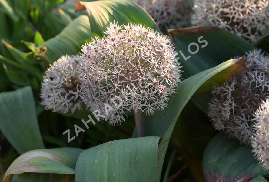 Česnek karatavský - Allium karataviense