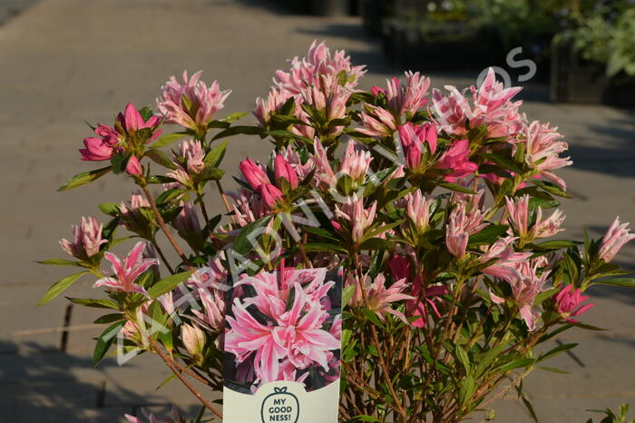 Azalka japonská 'Pink Spider' - Azalea japonica 'Pink Spider'