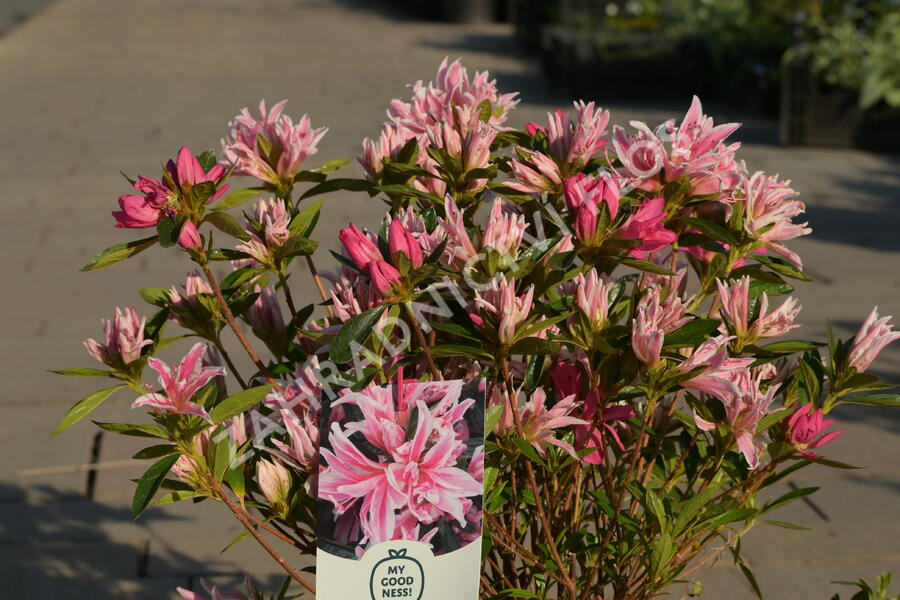 Azalka japonská 'Pink Spider' - Azalea japonica 'Pink Spider'