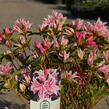 Azalka japonská 'Pink Spider' - Azalea japonica 'Pink Spider'