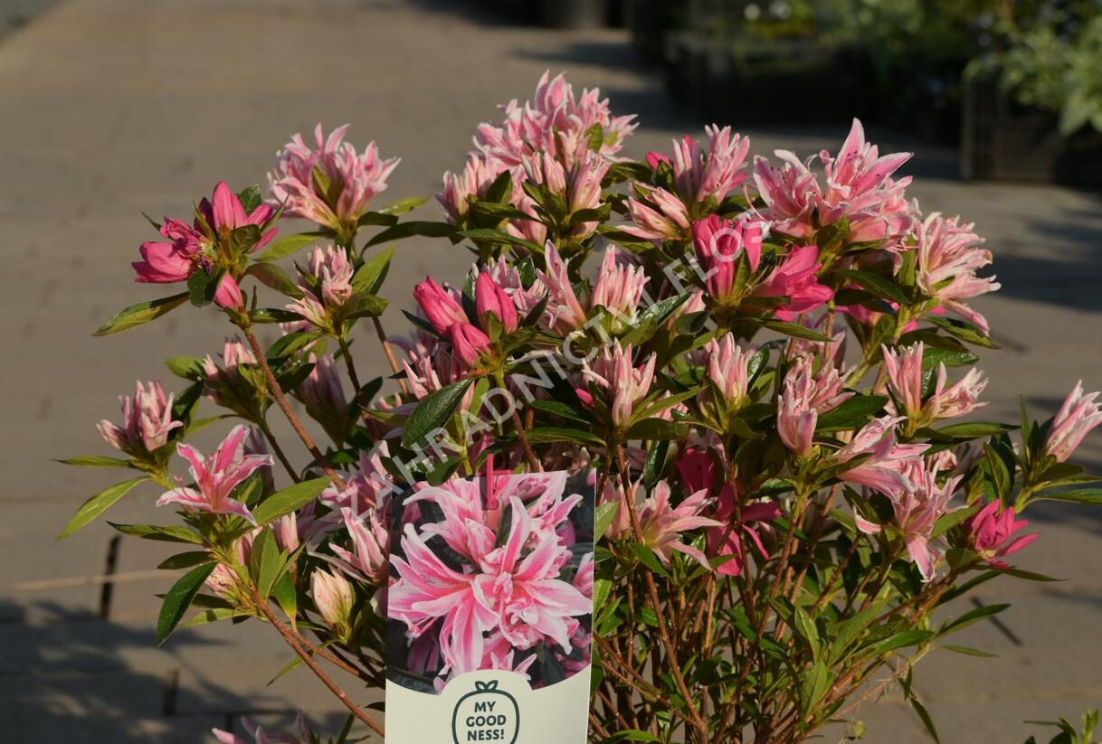 Azalka japonská 'Pink Spider' - Azalea japonica 'Pink Spider'