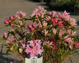 Azalka japonská 'Pink Spider'