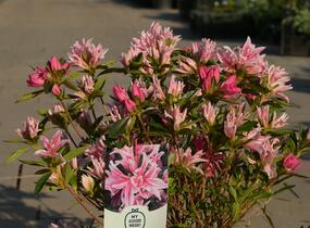 Azalka japonská 'Pink Spider' - Azalea japonica 'Pink Spider'