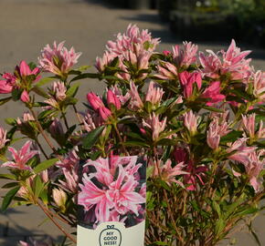 Azalka japonská 'Pink Spider' - Azalea japonica 'Pink Spider'