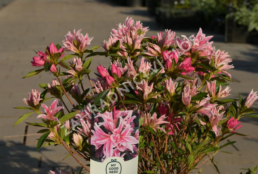 Azalka japonská 'Pink Spider' - Azalea japonica 'Pink Spider'