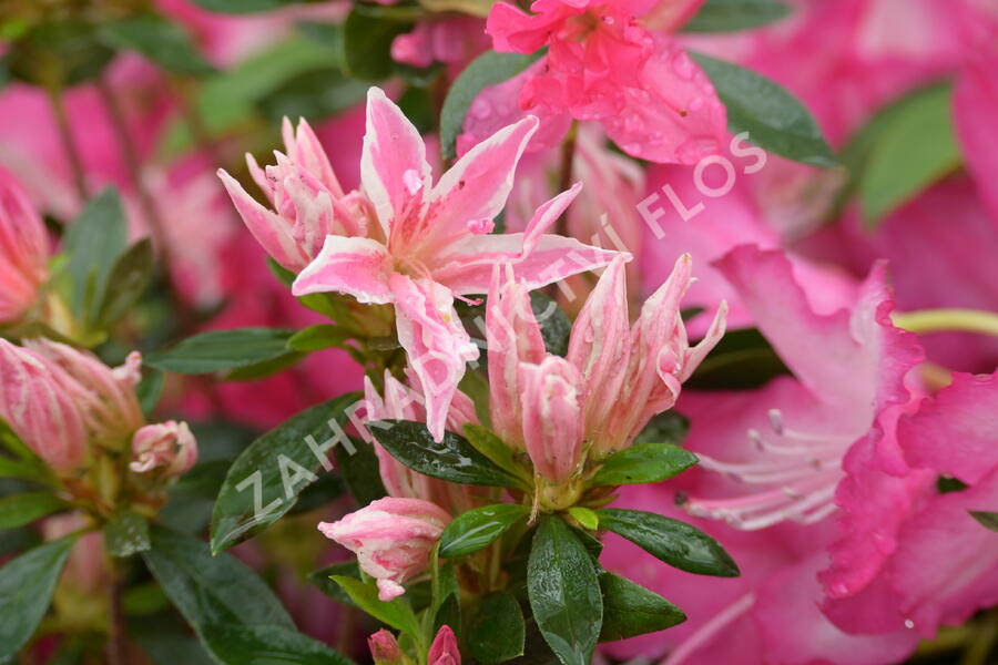 Azalka japonská 'Pink Spider' - Azalea japonica 'Pink Spider'