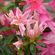 Azalka japonská 'Pink Spider' - Azalea japonica 'Pink Spider'