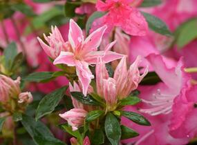 Azalka japonská 'Pink Spider' - Azalea japonica 'Pink Spider'