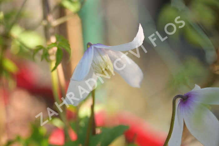 Plamének alpský 'Willy' - Clematis alpina 'Willy'