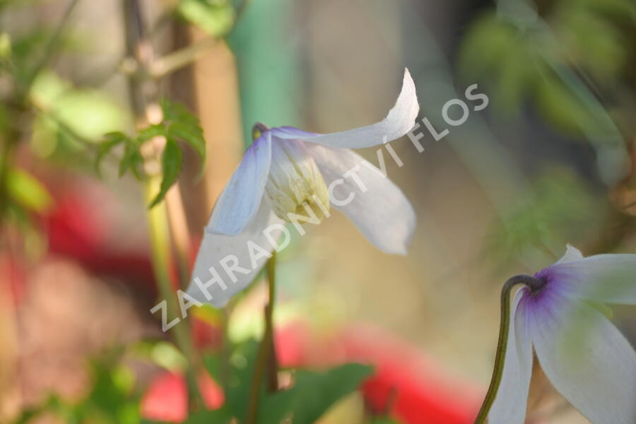 Plamének alpský 'Willy' - Clematis alpina 'Willy'