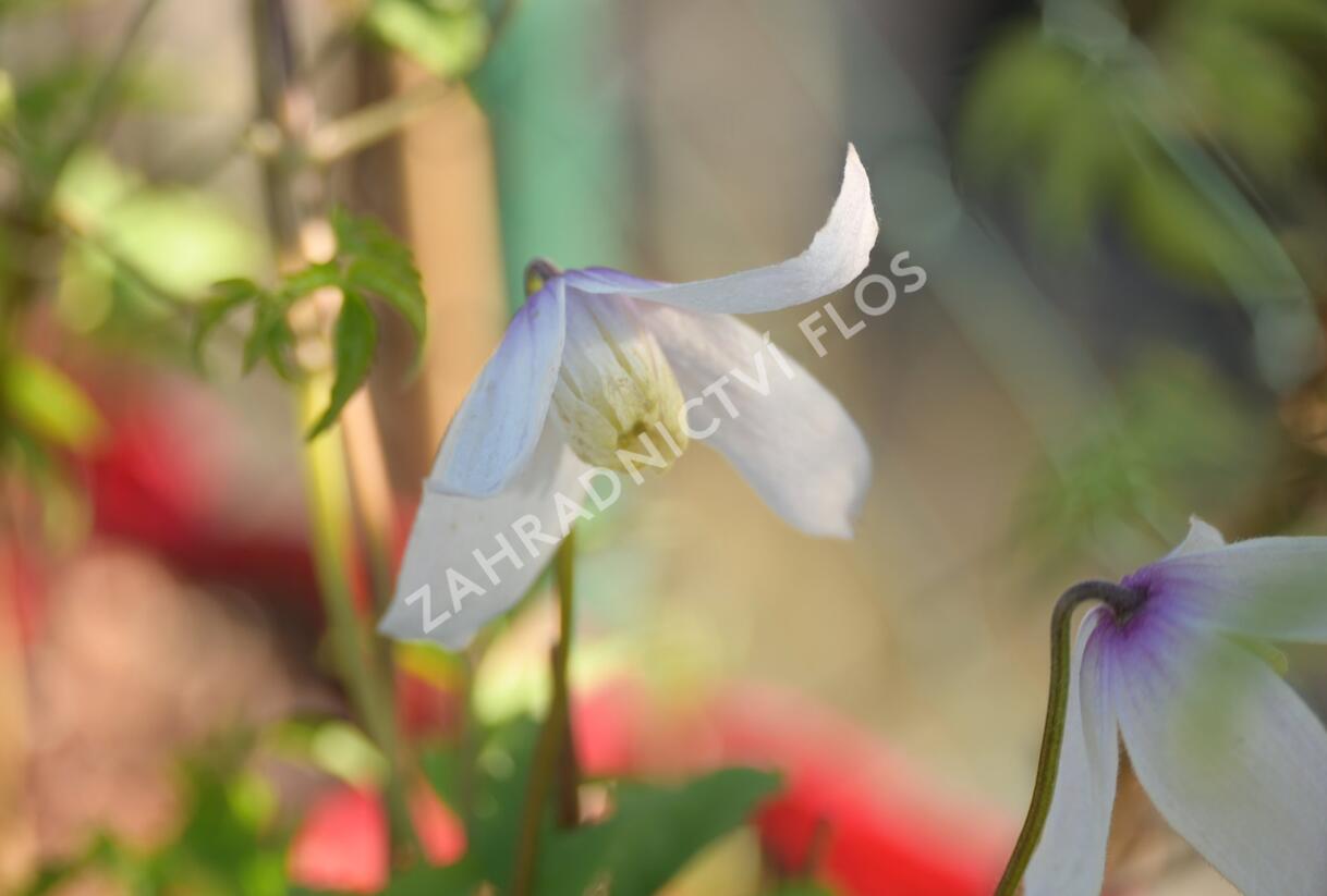 Plamének alpský 'Willy' - Clematis alpina 'Willy'