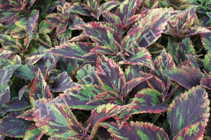 Pochvatec, Pokojová kopřiva 'Combat' - Coleus blumei 'Combat'