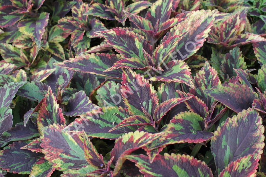 Pochvatec, Pokojová kopřiva 'Combat' - Coleus blumei 'Combat'