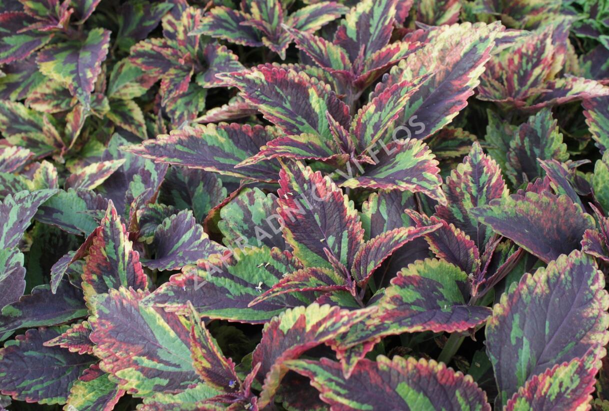 Pochvatec, Pokojová kopřiva 'Combat' - Coleus blumei 'Combat'