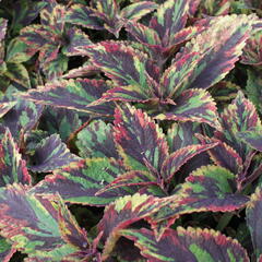 Pochvatec, Pokojová kopřiva 'Combat' - Coleus blumei 'Combat'