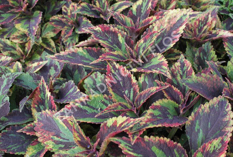 Pochvatec, Pokojová kopřiva 'Combat' - Coleus blumei 'Combat'