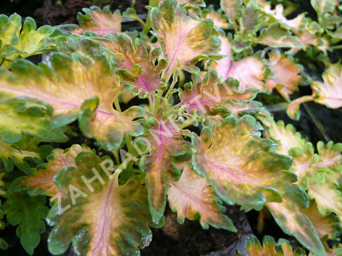 Pochvatec, Pokojová kopřiva 'Malibu Apricot' - Coleus blumei 'Malibu Apricot'