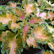 Pochvatec, Pokojová kopřiva 'Malibu Apricot' - Coleus blumei 'Malibu Apricot'