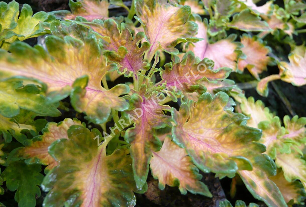 Pochvatec, Pokojová kopřiva 'Malibu Apricot' - Coleus blumei 'Malibu Apricot'