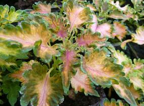 Pochvatec, Pokojová kopřiva 'Malibu Apricot' - Coleus blumei 'Malibu Apricot'
