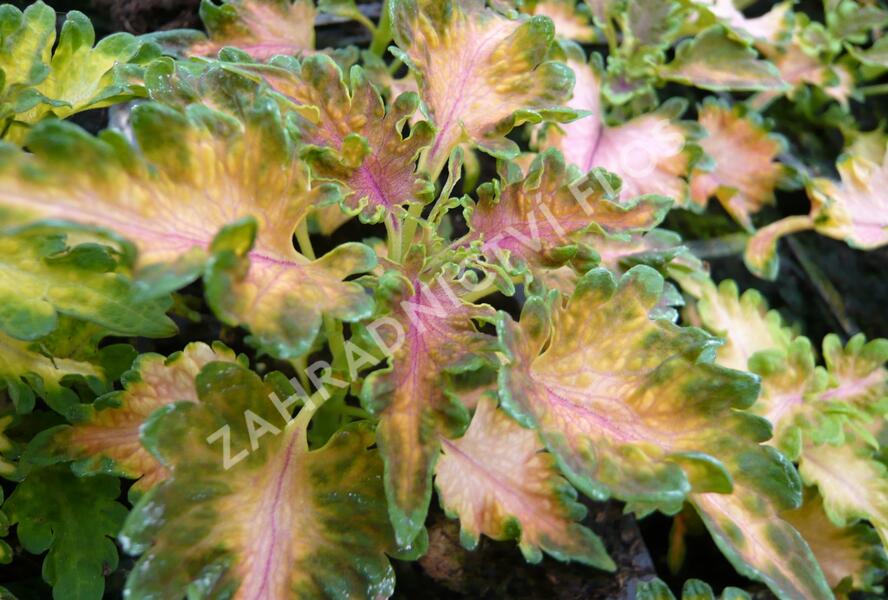 Pochvatec, Pokojová kopřiva 'Malibu Apricot' - Coleus blumei 'Malibu Apricot'