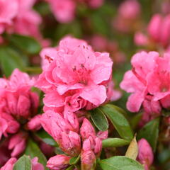 Azalka japonská 'Thierry' - Azalea japonica 'Thierry'